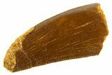 Serrated Raptor Tooth - Real Dinosaur Tooth #332439-1